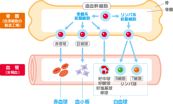どのような症状がありますか?