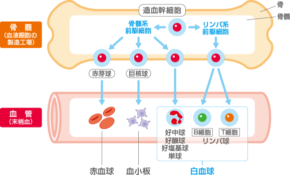 リンパ腫にはたくさんの種類がある