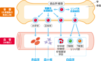 リンパ腫にはたくさんの種類がある