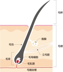 髪の毛が抜ける 脱毛 副作用ケア りんぱしゅ通信 ブリストル マイヤーズ スクイブ株式会社